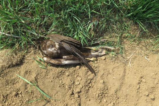 Tote Rohrweihe liegt am Boden, sie wurde vermutlich vergiftet | © Wasserschutzpolizei Beilngries (Richter)