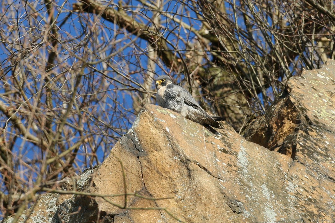 Adulter Wanderfalke brachte eine Taube als Beute für die beiden Jungvögel, die rechts und links mit aufgerissenem Schnabel auf einem Felsen sitzen | © Wolfgang Lorenz