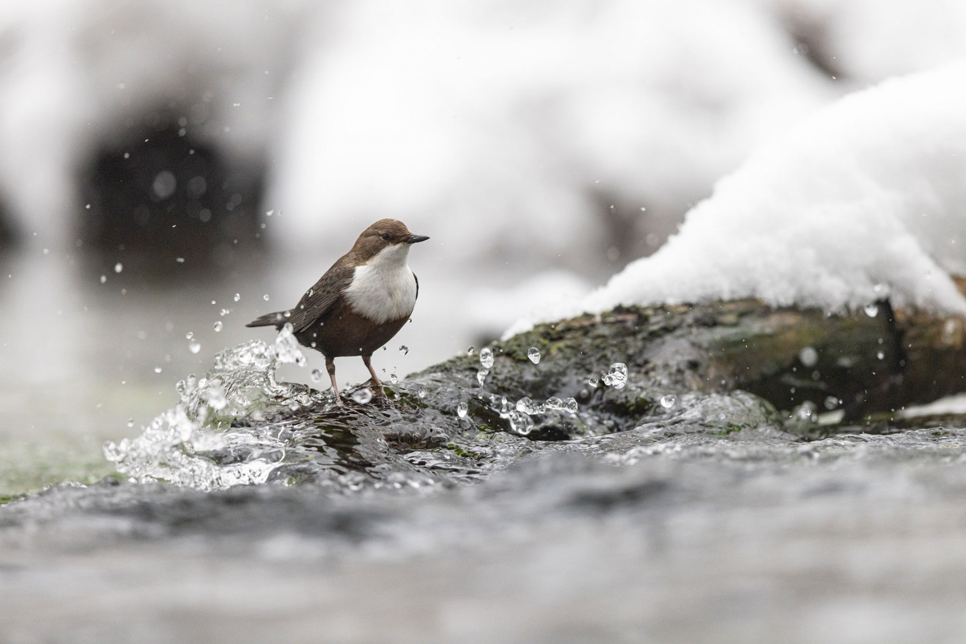 Wasseramsel auf einem Stein im Fluss | © Daniel Stellwagen