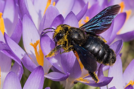 Blaue Holzbiene mit Blütenstaub auf dem Körper | © Stefan Hofmann