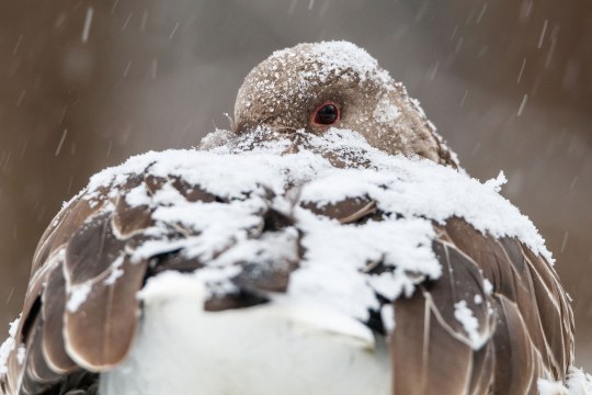 Graugans ist schneebedeckt und schaut in die Kamera | © Daniel Stellwagen