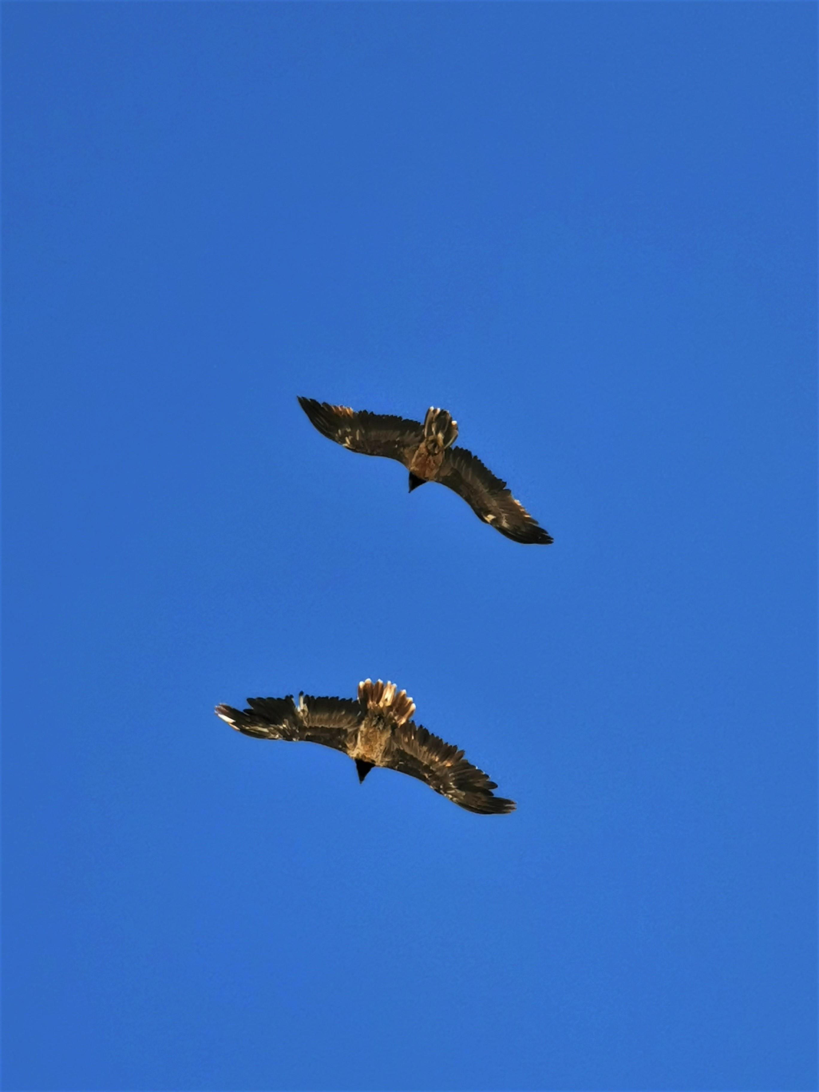 Recka und Wildvogel |© Ingemar Wibmer