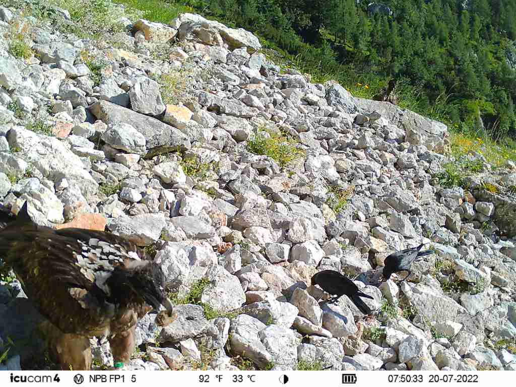 Dagmar teilt das Futter mit den Rabenkrähen |© Nationalpark Berchtesgaden/LBV