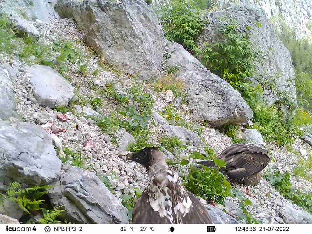 Dagmar führte Recka zum zweiten der drei Futterplätze |© Nationalpark Berchtesgaden/LBV