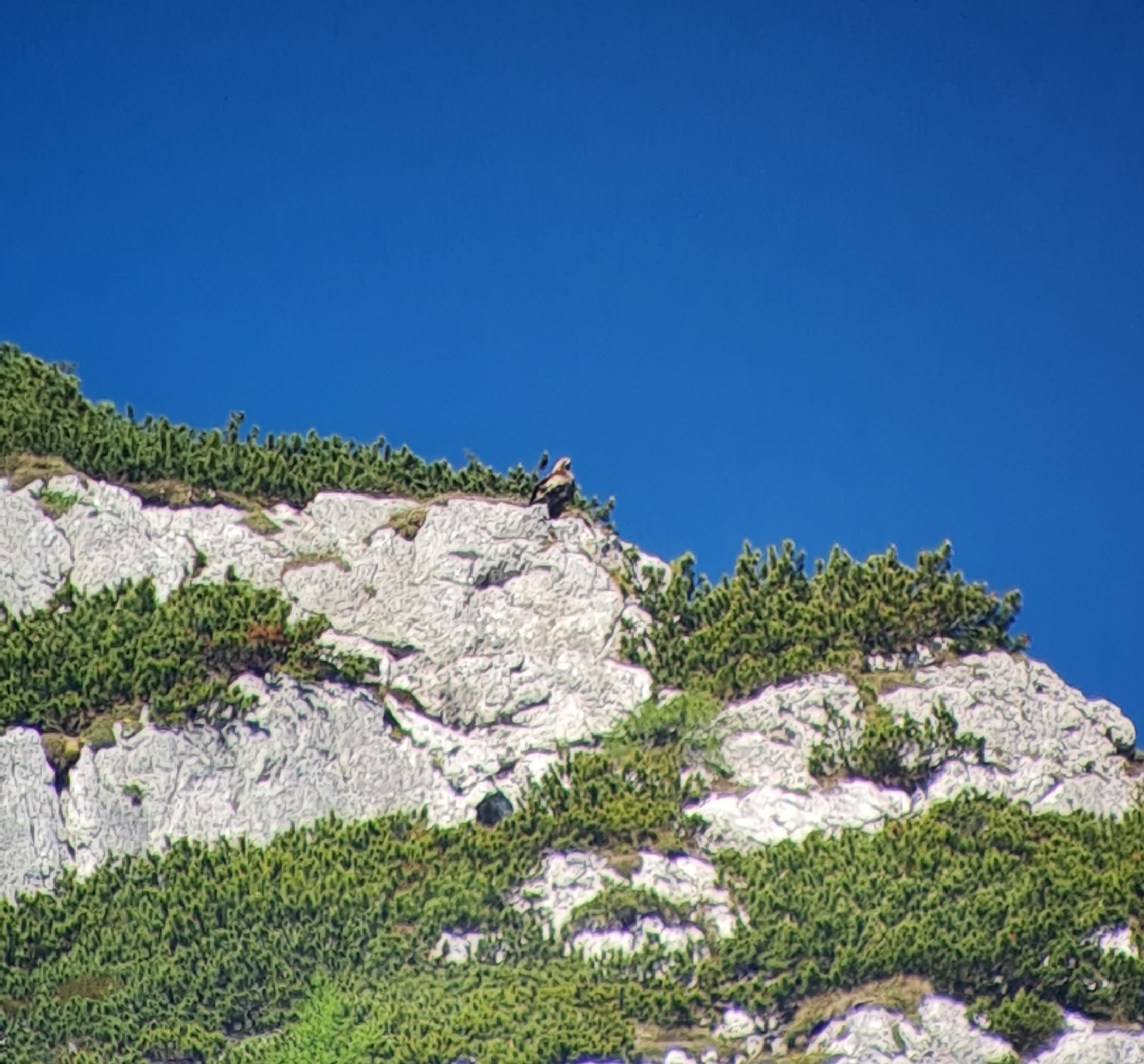 Das Steinadlerweibchen beobachtet vom Gipfel des Knittelhorns die Situation in der Halsgrube | © David Schuhwerk LBV