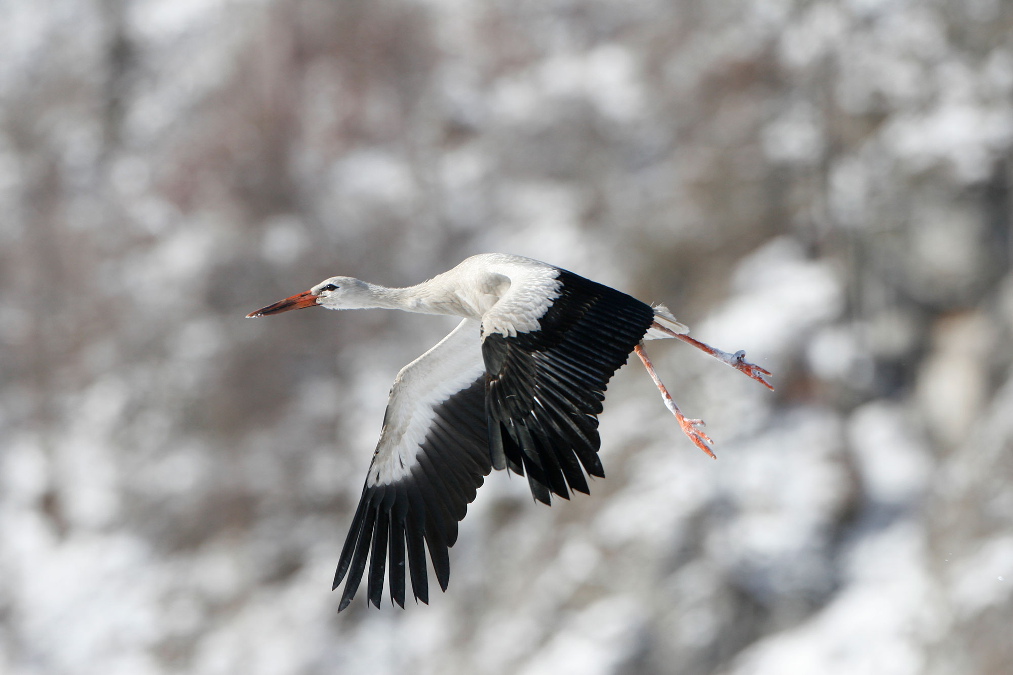 Weißstorch im Flug im Winter | © H.-J. Fünfstück