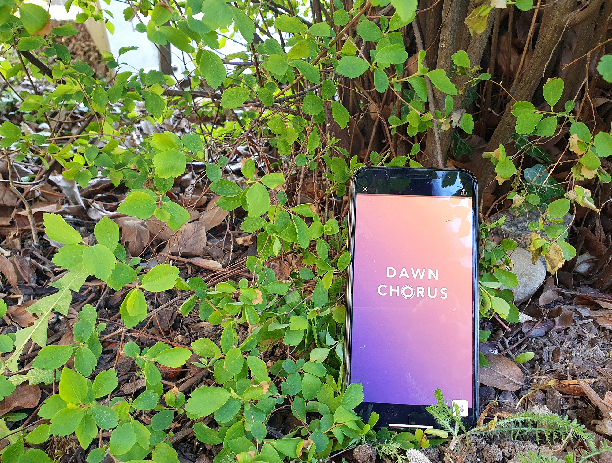 Dawn Chorus App | ©Dawn Chorus