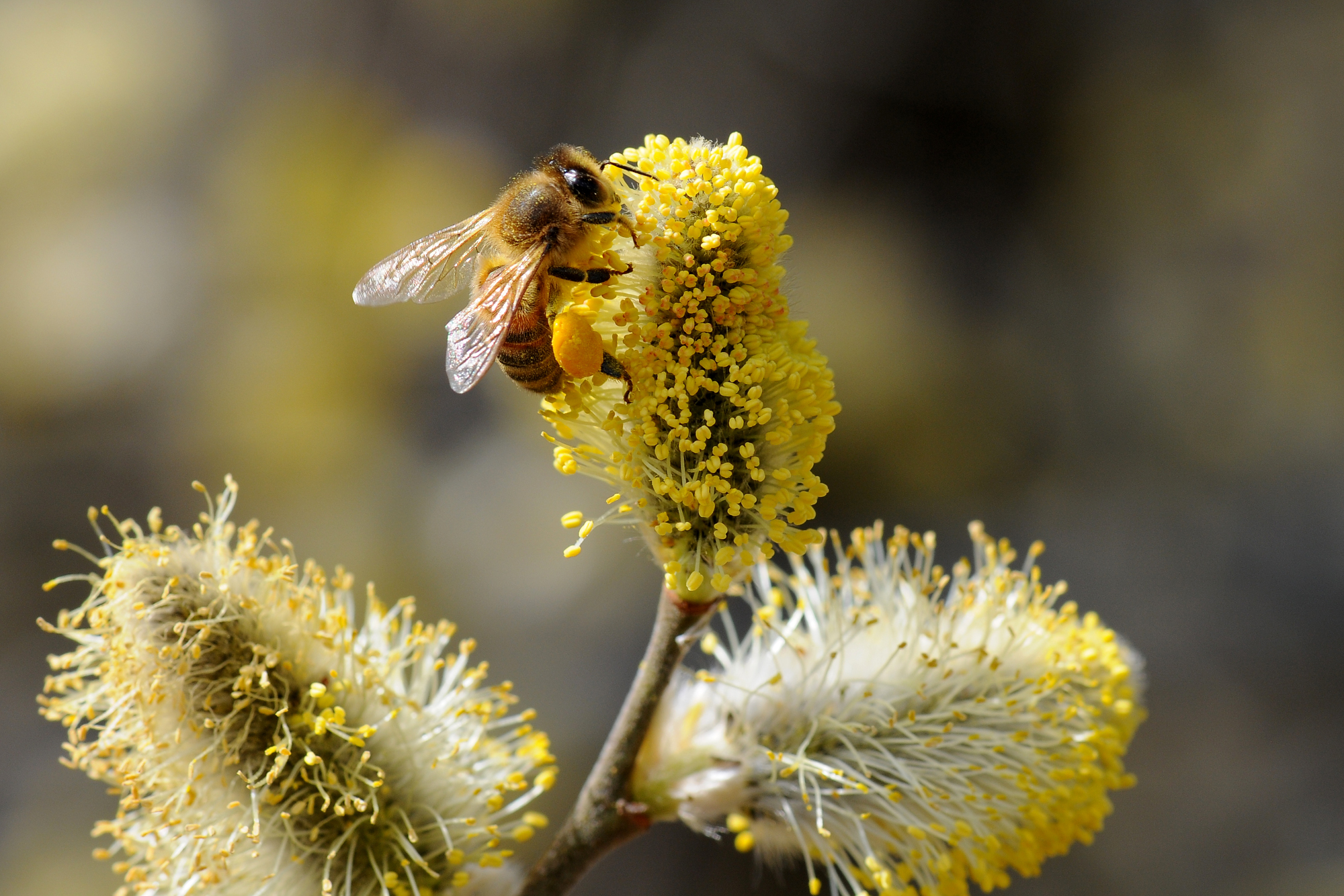 Westliche Honigbiene an Sal-Weide
