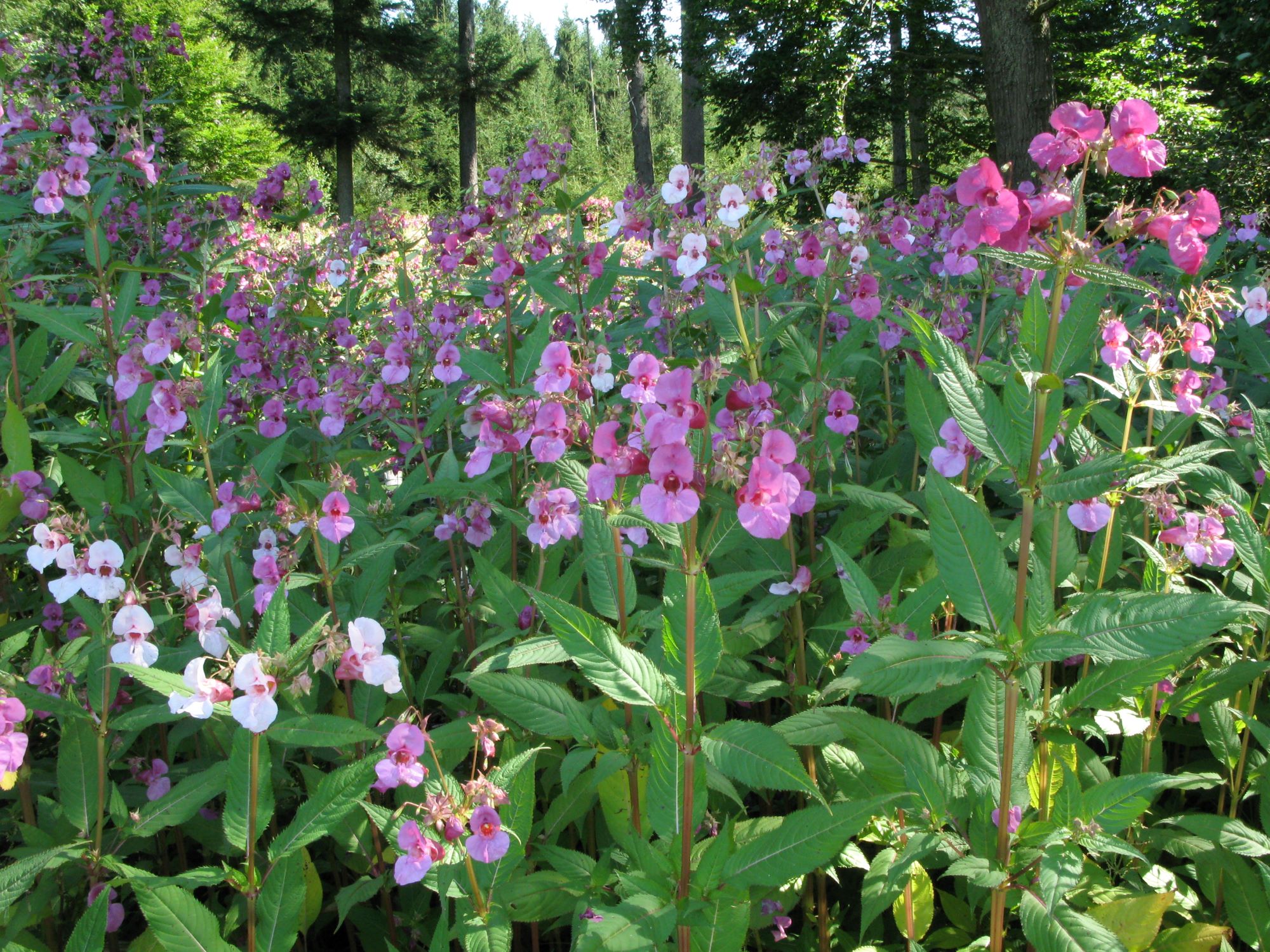 Indisches Springkraut | © Andreas Hartl