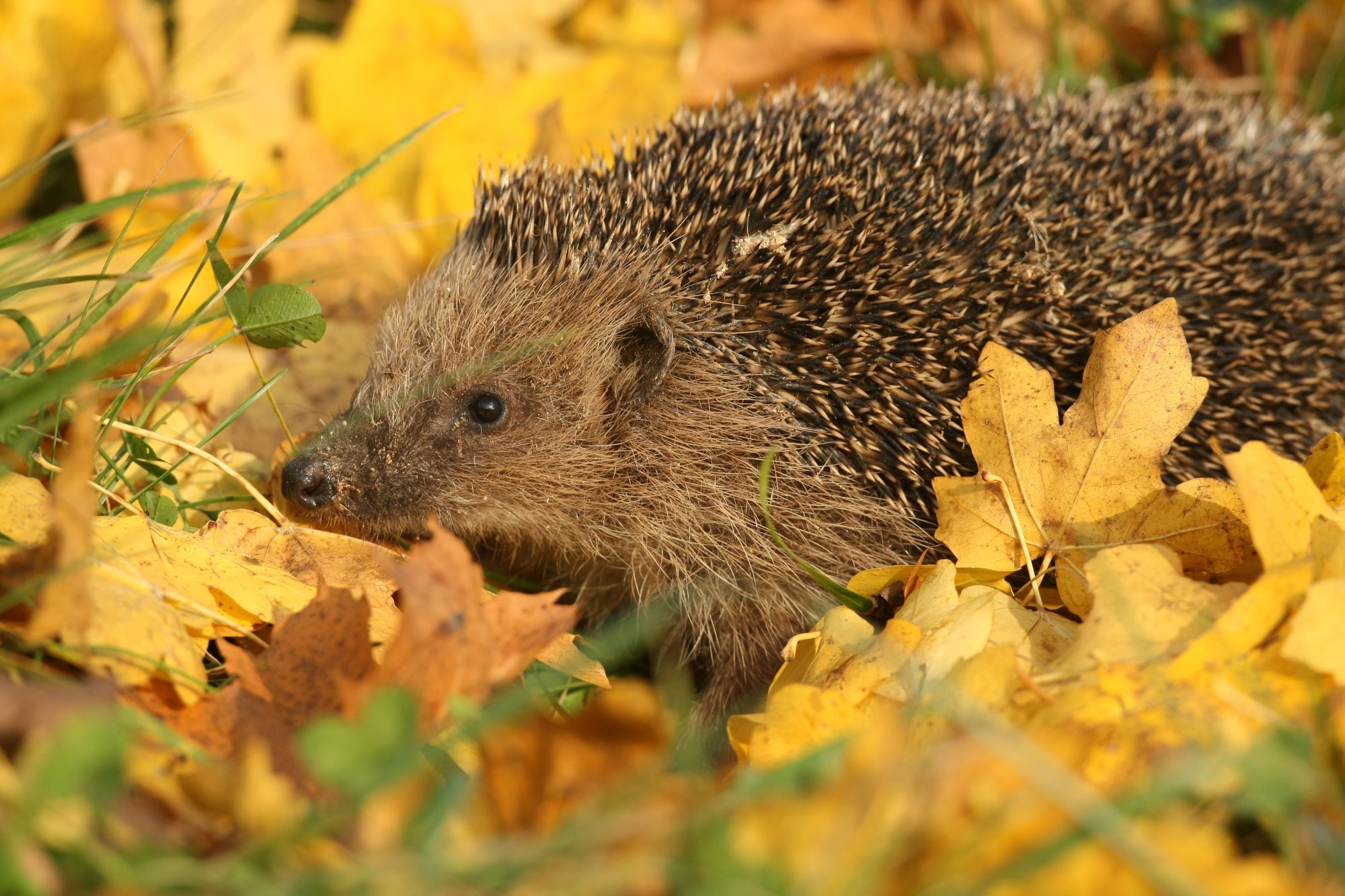 Igel im Herbstlaub | © Zdenek Tunka